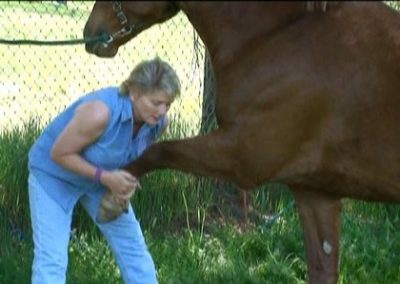 DVD April´s "New Yoga For Horses"