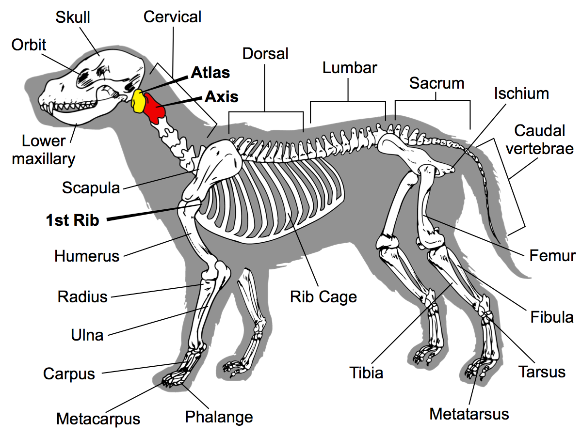 Скелет человека и собаки
