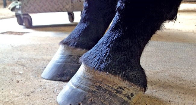 High-Low ‘Syndrome’ in front hooves? What causes it and what can you do about it?