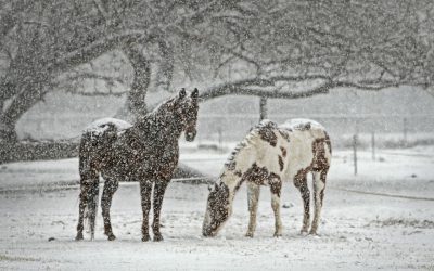 5 Myths about Winter Horse Care