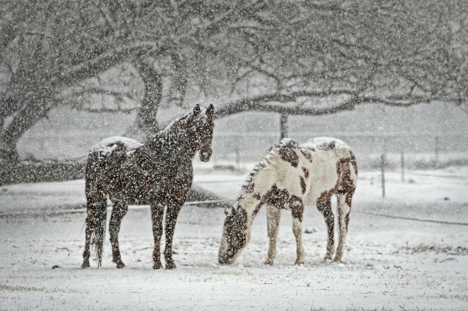 5 Myths about Winter Horse Care