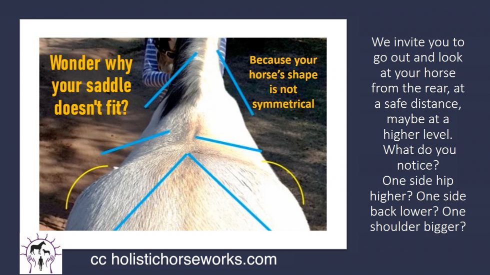 Important Diagrams - April Love – Holistic Horse Works, LLC