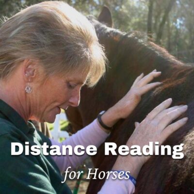 Horse Communication Report - What is it?