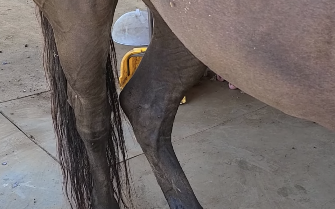 Young Horses With Cow-Hocked Posture