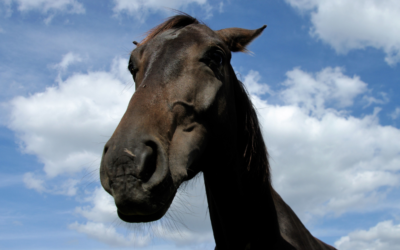 Do you have a “Moody Mare?”