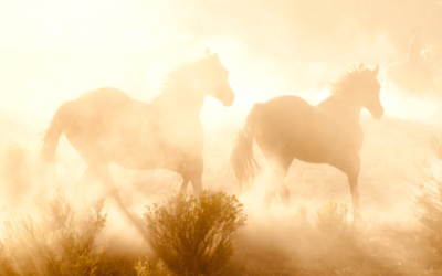 Keep Your Horse’s Lungs Healthy (Especially During Fire Season)