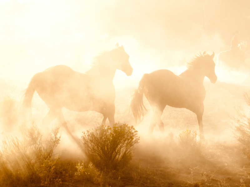 Keep Your Horse’s Lungs Healthy (Especially During Fire Season)