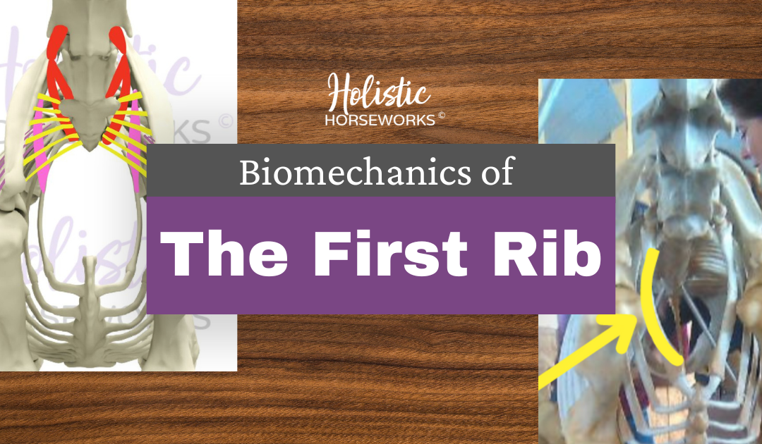 Biomechanics of the First Rib