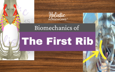 Biomechanics of the First Rib