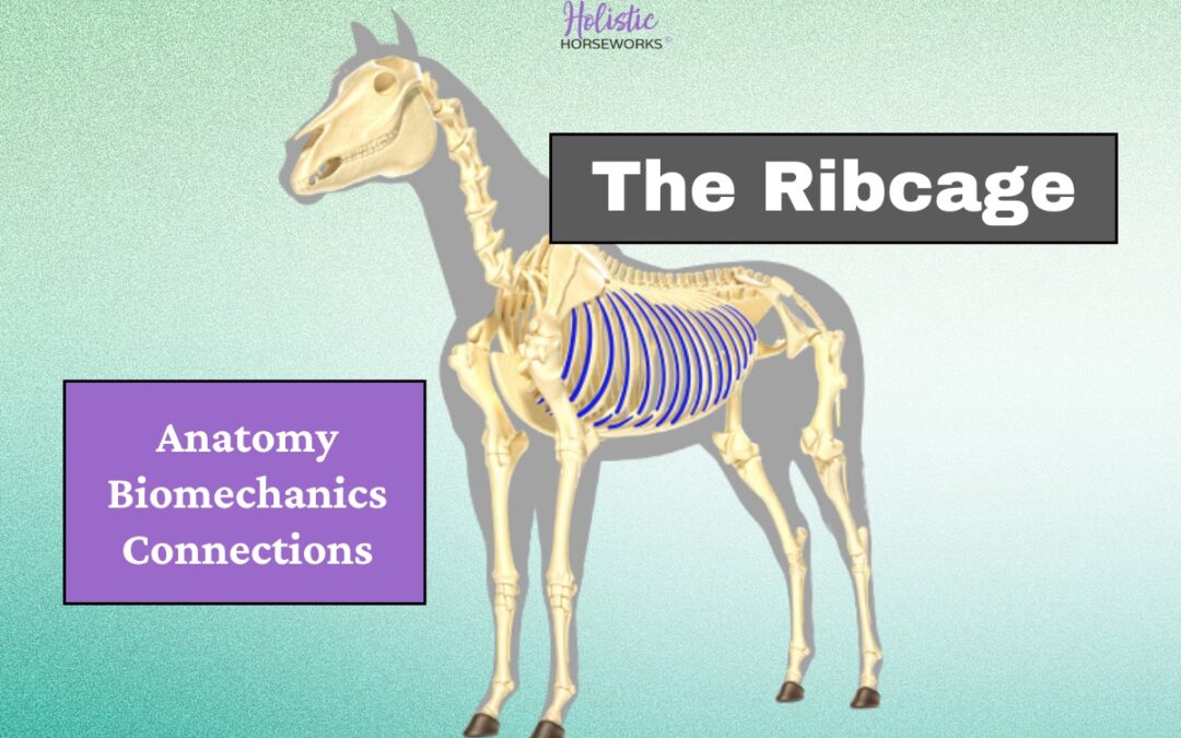 The Equine Ribcage: Anatomy, Biomechanics, and Connections