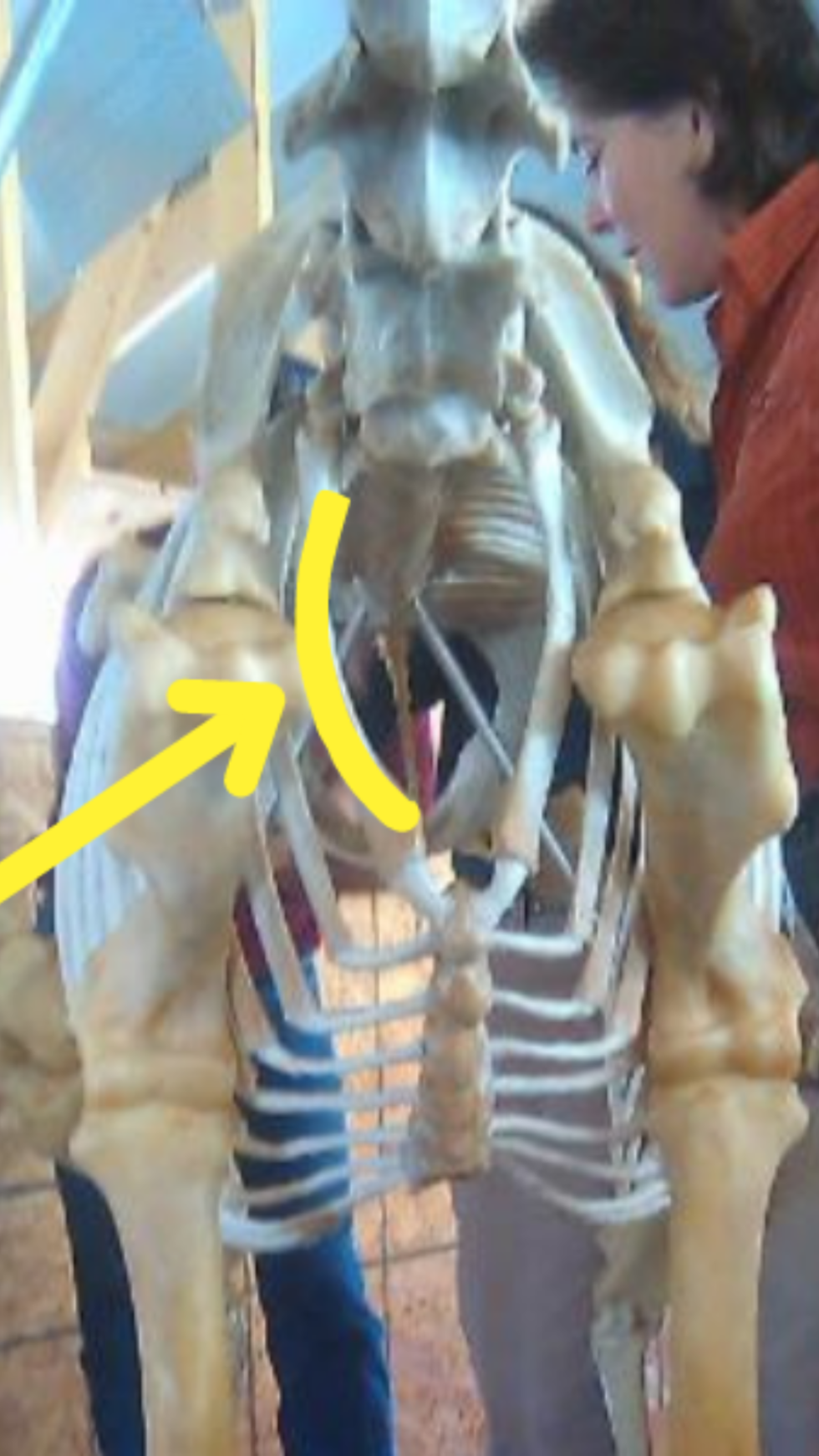Biomechanics of the First Rib - April Love – Holistic Horse Works, LLC