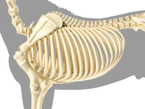 The Equine Ribcage: Anatomy, Biomechanics, and Connections | April Love ...