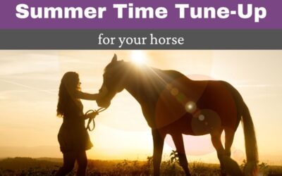 Summer Time Tune-Up for Your Horse
