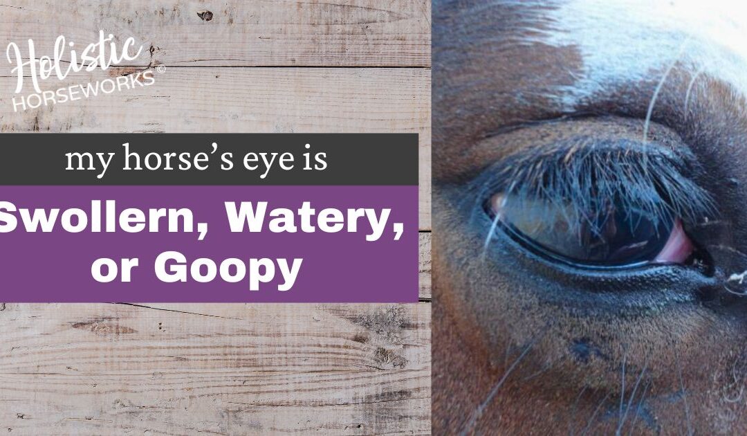 Help! My Horses’ Eye is Swollen, Watery, or Goopy.