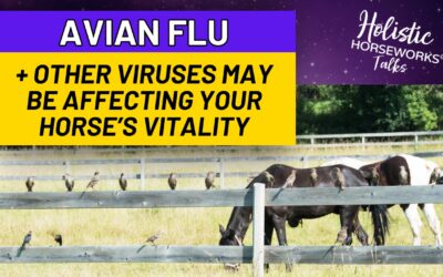 Avian Flu and Other Viruses May Be Affecting Your Horse’s Vitality