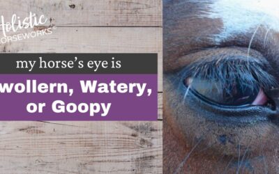 Prevent Uveitis in Horses for Healthier Eyes