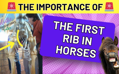 Improve Horse Performance with First Rib Alignment