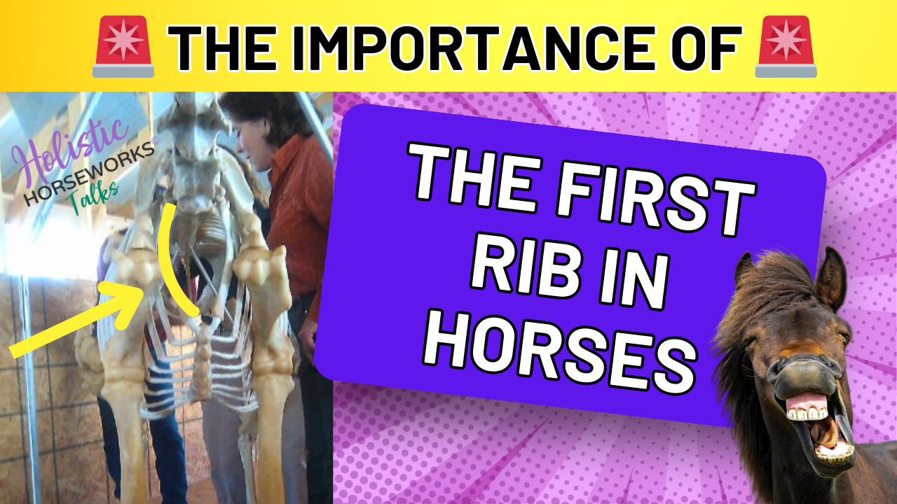 the importance of the first rib in horses (1)