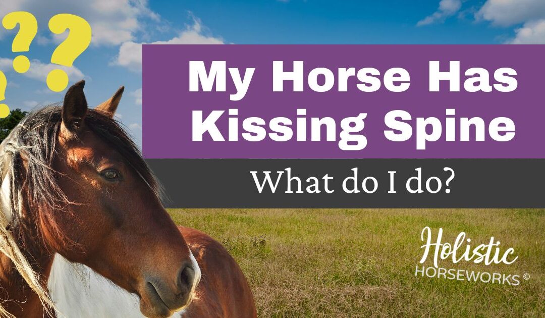 Effective Pain Relief for Horses with Kissing Spine