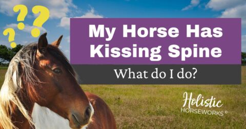 Effective Pain Relief For Horses With Kissing Spine April Love 