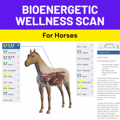 Bioenergetic Wellness Scan for Horses