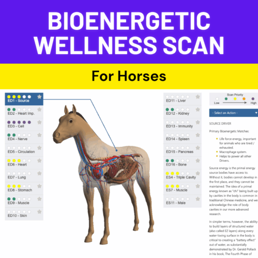 Bioenergetic Wellness Scan for Horses
