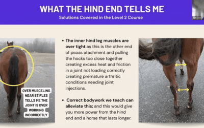 Ralph: The Western Pleasure Horse with EPM, Hock, and Teeth Issues