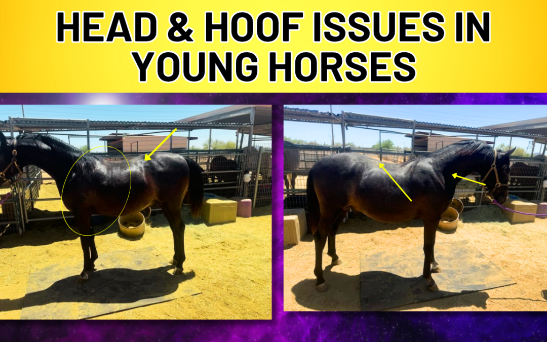 WHY HEAD & HOOF ISSUES SHOW UP IN YOUNG HORSES