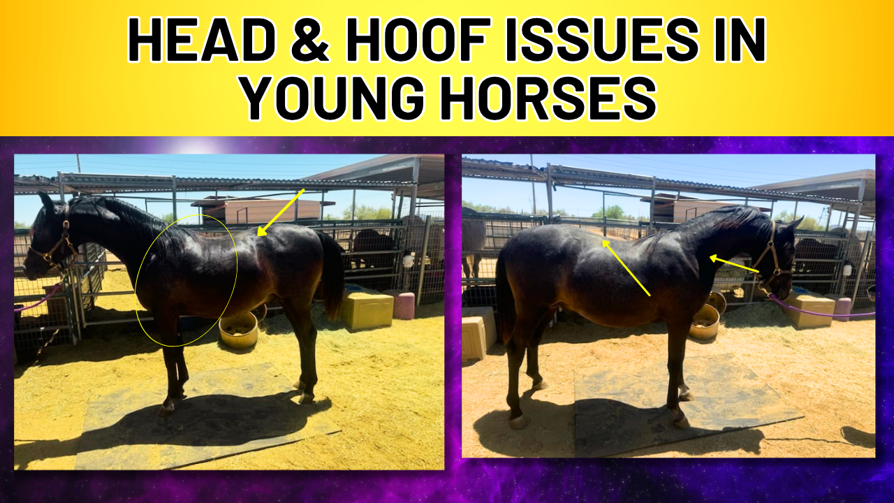 WHY HEAD & HOOF ISSUES SHOW UP IN YOUNG HORSES