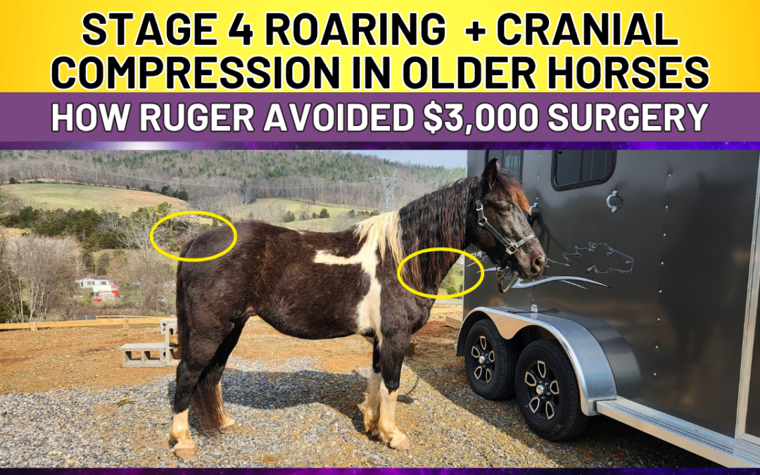 STAGE 4 ROARING + CRANIAL COMPRESSION IN OLDER HORSES