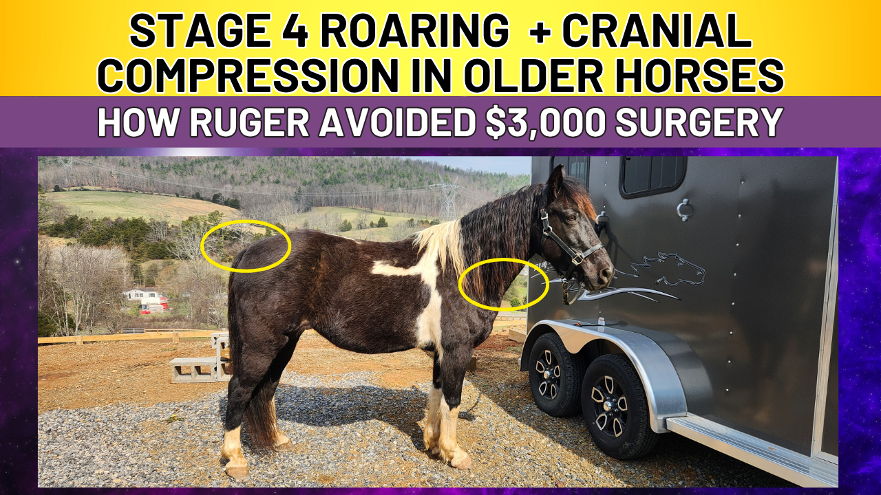STAGE 4 ROARING  + CRANIAL COMPRESSION IN OLDER HORSES