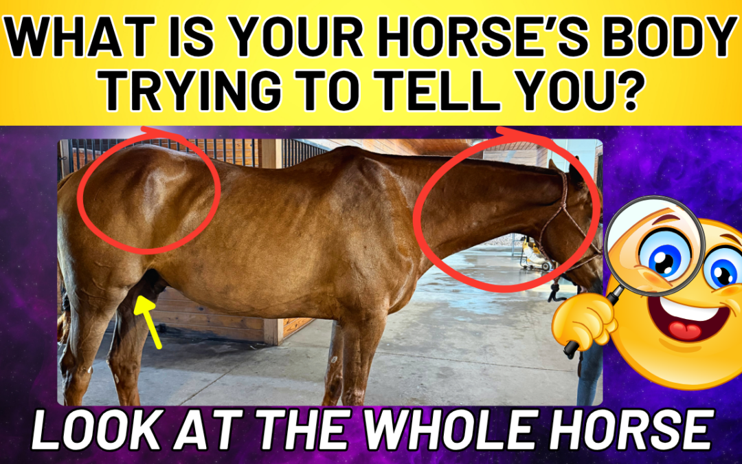 Why Your Horse’s Lameness, Spooking & Hoof Problems Keep Coming Back