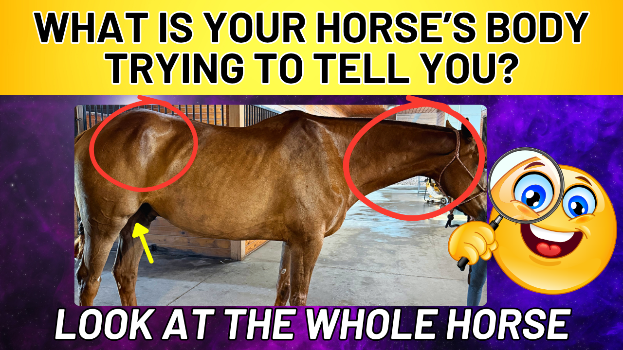 Why Your Horse’s Lameness, Spooking & Hoof Problems Keep Coming Back