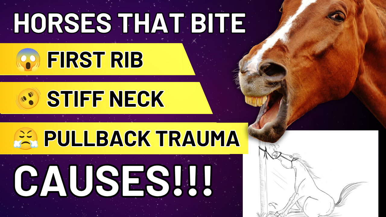 April Love evaluating horse neck stiffness and first rib imbalance